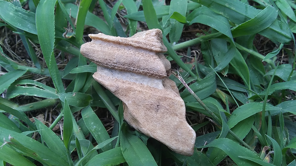 A mystery rock that resembles vertebrae