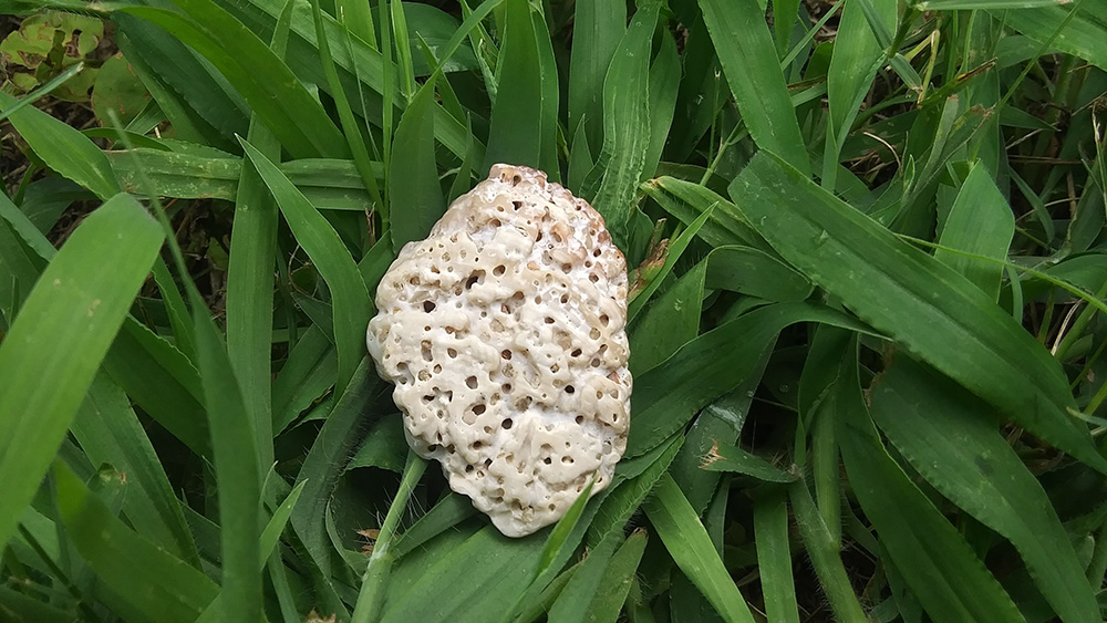 A mystery rock that looks like coral