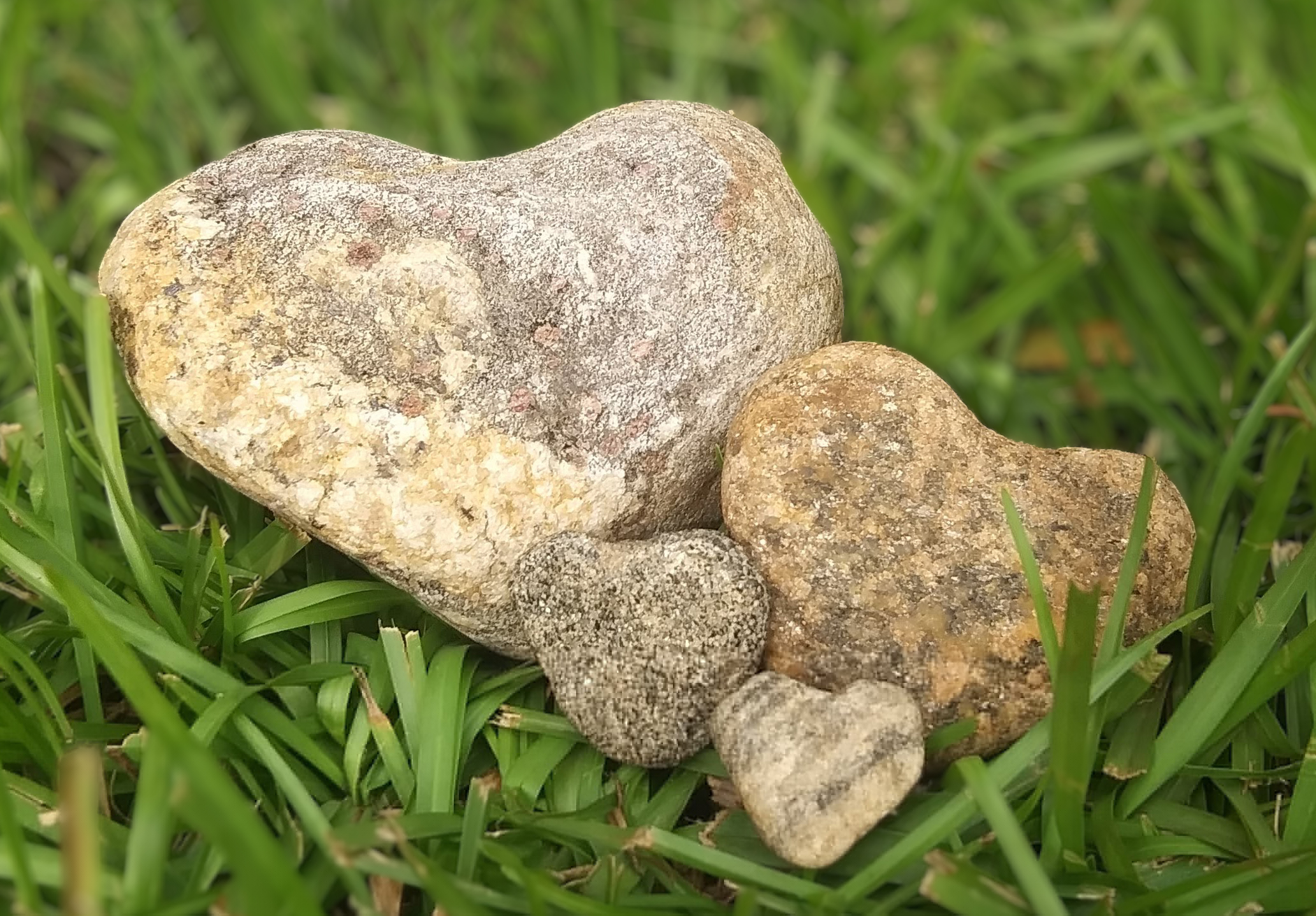 Four rocks of different sizes that are shaped like hearts